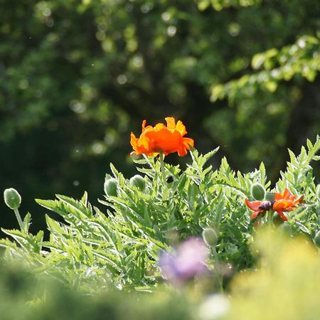 Dahlem  Landgasthof Em Lade מראה חיצוני תמונה
